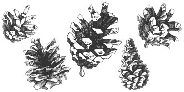 Siyah ve beyaz çam kozalağı çizimi