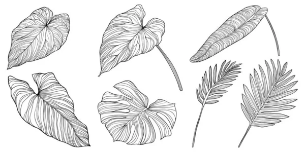 Feuilles Isolées Sur Blanc Feuilles Tropicales Illustration Vectorielle Dessinée Main — Image vectorielle