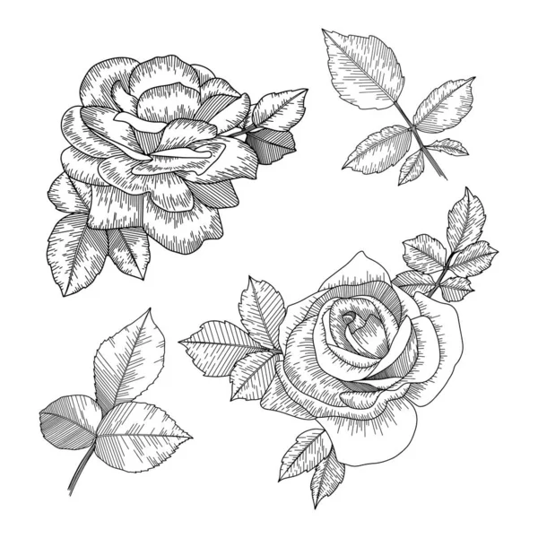 Rose Flower Outline Vector Hand Drawn Set — Stock Vector