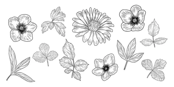 Hojas Vectoriales Dibujadas Mano Flores Aisladas Blanco — Vector de stock