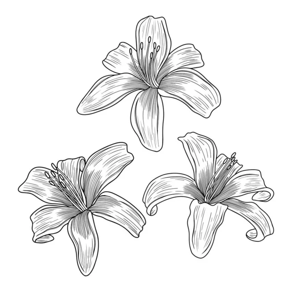 Flores Lirio Aisladas Blanco Ilustración Vectorial Dibujada Mano — Vector de stock