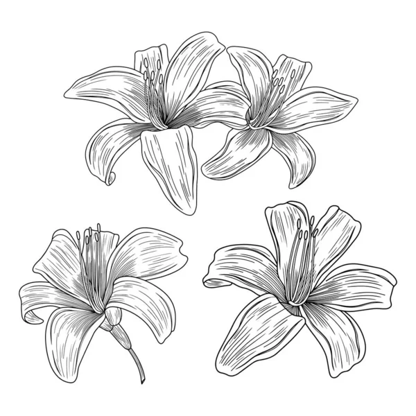 Lily Çiçekleri Beyazın Üzerinde Izole Edilmiş Çizimi Vektör Illüstrasyonu — Stok Vektör