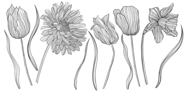 Illustration Von Blüten Und Blättern Linienvektorkunst Eps10 — Stockvektor