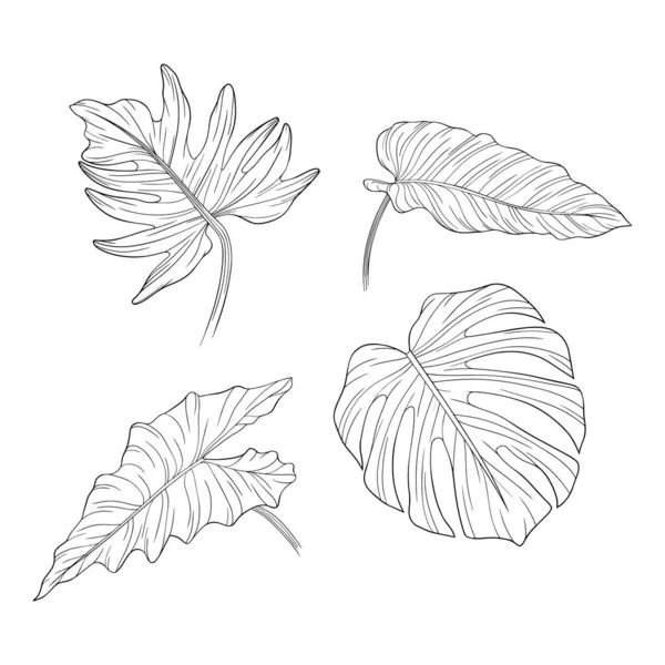 Feuilles Isolées Sur Blanc Feuilles Tropicales Illustration Vectorielle Dessinée Main — Image vectorielle