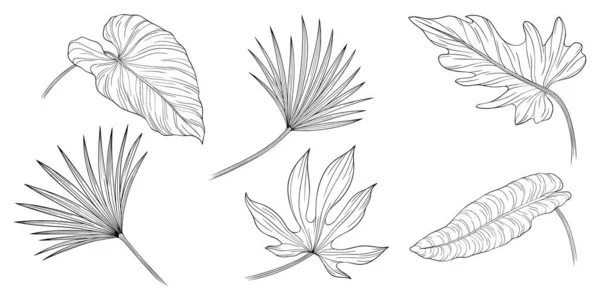 Folhas Isoladas Branco Folhas Tropicais Ilustração Vetorial Desenhada Mão —  Vetores de Stock