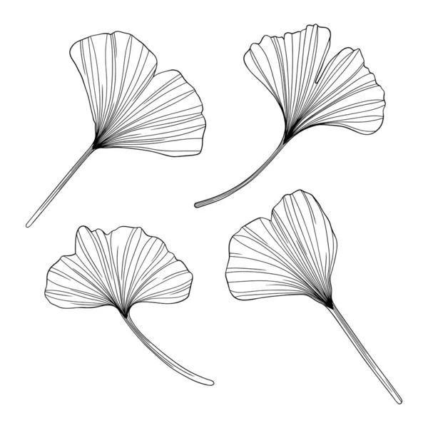 Les Feuilles Ginkgo Isolées Sur Blanc Illustration Vectorielle Dessinée Main — Image vectorielle