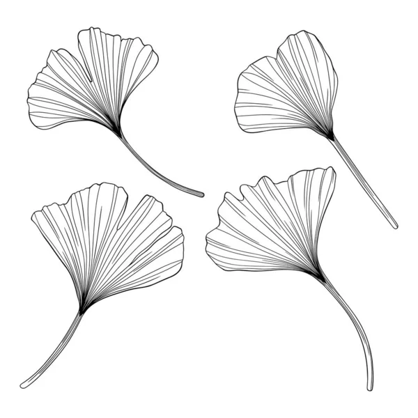 Les Feuilles Ginkgo Isolées Sur Blanc Illustration Vectorielle Dessinée Main — Image vectorielle