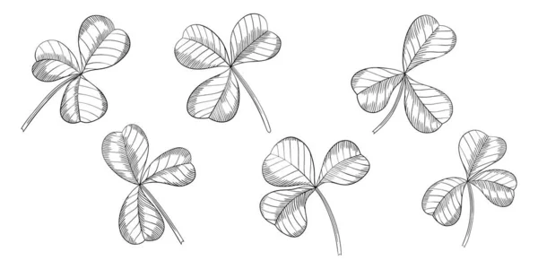 Yonca Yaprakları Beyazın Üzerinde Izole Halde Çizimi Vektör Çizimi Bölüm — Stok Vektör