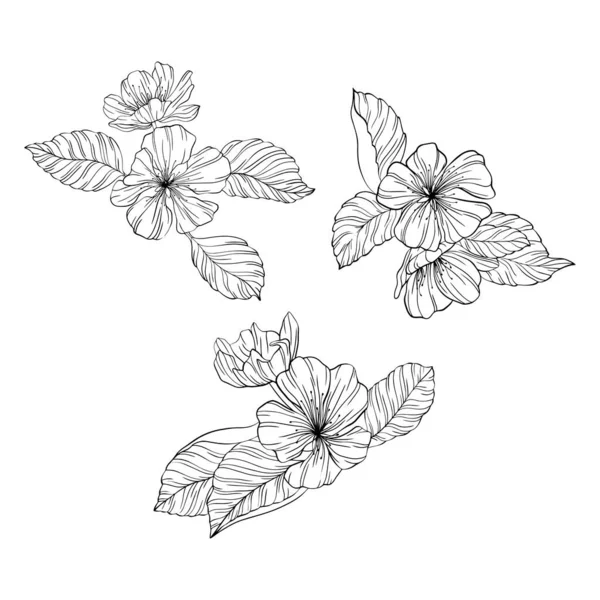 Flores Pera Hojas Aisladas Blanco Ilustración Vectores Línea Dibujada Mano — Vector de stock