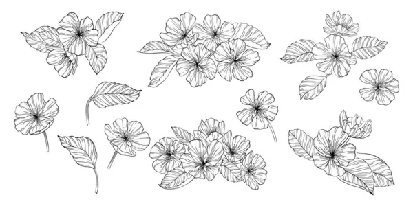 Flores Pera Hojas Aisladas Blanco Ilustración Vectores Línea Dibujada Mano — Vector de stock