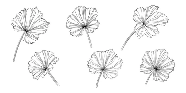 Folhas Isoladas Branco Ilustração Vetorial Desenhada Mão — Vetor de Stock