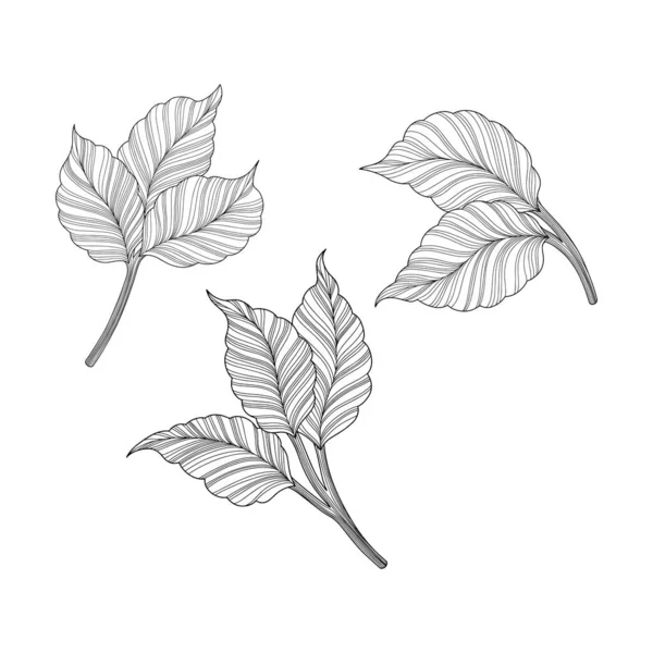 抽象的な葉のイラスト 線型ベクトルアート 第十話 — ストックベクタ