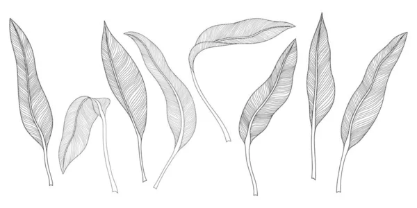 Hojas Tropicales Aisladas Blanco Ilustración Vectorial Dibujada Mano — Archivo Imágenes Vectoriales