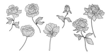 Gül çiçekleri ve yapraklar. Beyazda izole edilmiş. El çizimi vektör çizimi. Eps 10