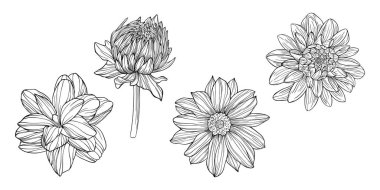 Çiçekler beyaza saçılmış. El çizimi vektör çizimi. Eps 10