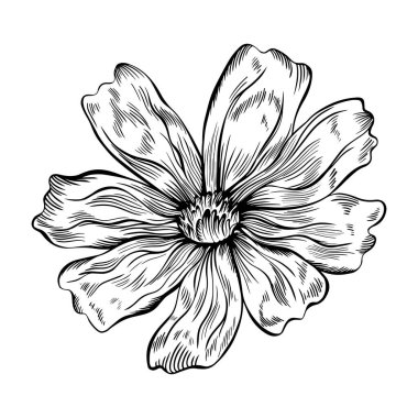 Beyaz üzerine izole edilmiş kozmos çiçeği. El çizimi eskiz. Vektör çizimi. Eps 10