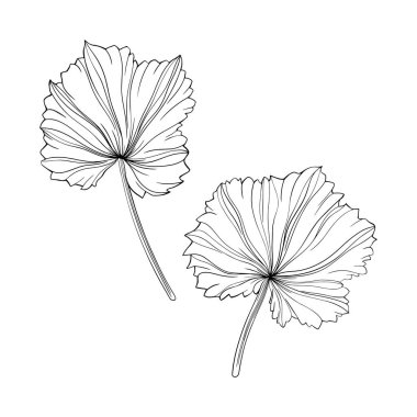 Beyazlar üzerinde yalıtılmış bırakır. El çizimi vektör çizimi. Eps 10