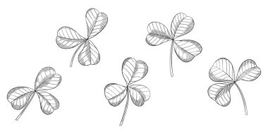 Yonca yaprakları beyazın üzerinde izole halde. El çizimi vektör çizimi. Bölüm 10