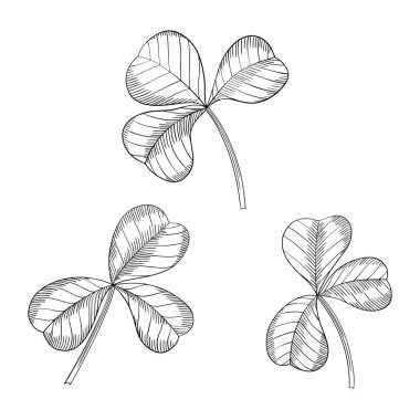 Yonca yaprakları beyazın üzerinde izole halde. El çizimi vektör çizimi. Bölüm 10