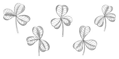 Yonca yaprakları beyazın üzerinde izole halde. El çizimi vektör çizimi. Bölüm 10