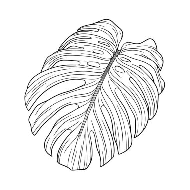 Yaprak beyazda yalıtılmış. Tropikal yaprak. El çizimi vektör illüstrasyonu.