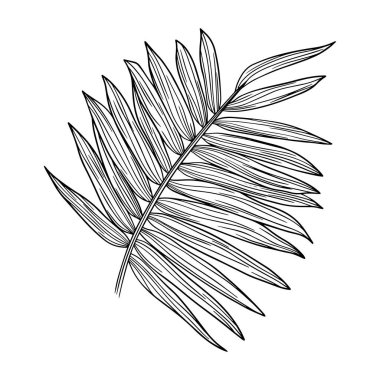 Yaprak beyazda yalıtılmış. Tropikal yaprak. El çizimi vektör illüstrasyonu.