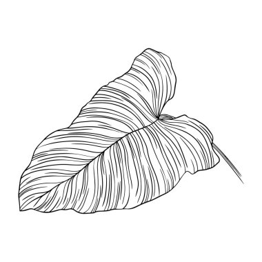 Yaprak beyazda yalıtılmış. Tropikal yaprak. El çizimi vektör illüstrasyonu.