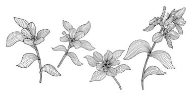 Beyaz yapraklar ve çiçekler. El çizimi vektör çizimi. Soyut kompozisyon