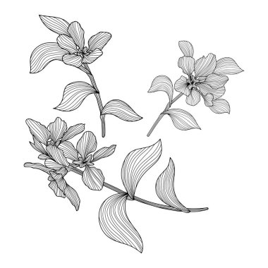 Beyaz yapraklar ve çiçekler. El çizimi vektör çizimi. Soyut kompozisyon