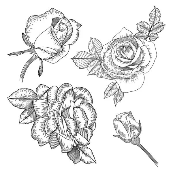 Vecteur Contour Des Fleurs Roses Ensemble Vectoriel Dessiné Main — Image vectorielle