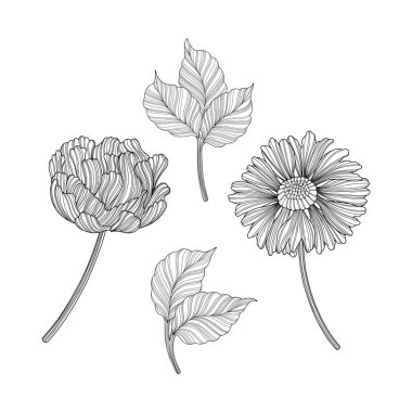 Çekimser çiçeklerin tasviri. Çizgi vektör sanatı. Bölüm 10