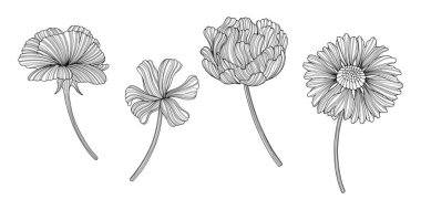 Çekimser çiçeklerin tasviri. Çizgi vektör sanatı. Bölüm 10