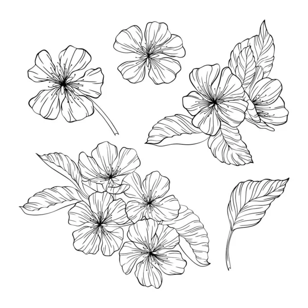 Flores Pera Hojas Aisladas Blanco Ilustración Vectores Línea Dibujada Mano — Vector de stock