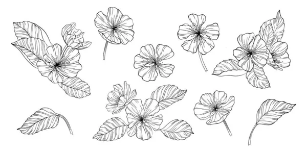 Flores Pera Hojas Aisladas Blanco Ilustración Vectores Línea Dibujada Mano — Vector de stock