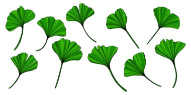 Ginkgo yaprakları beyazın üzerinde yalıtılmış. El çizimi vektör illüstrasyonu.