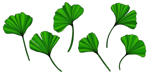 Les Feuilles Ginkgo Isolées Sur Blanc Illustration Vectorielle Dessinée Main — Image vectorielle