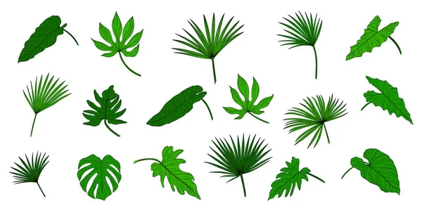 Foglie Isolate Bianco Foglie Tropicali Verdi Illustrazione Del Vettore Disegnato — Vettoriale Stock
