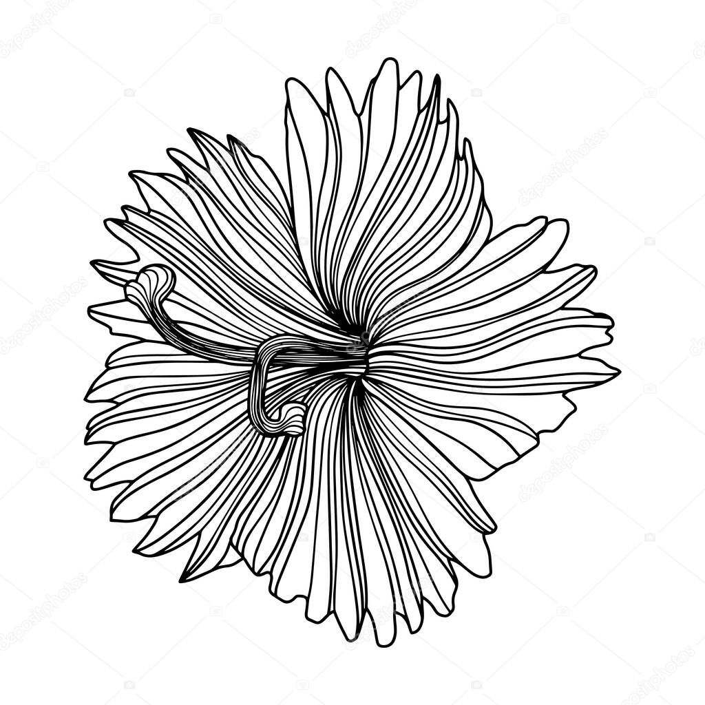 Illustration of abstract flower. Line art. Eps 10