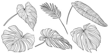 Beyazlar üzerinde yalıtılmış bırakır. Tropik yapraklar. El çizimi vektör illüstrasyonu.