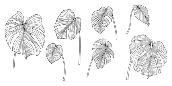 Feuilles Tropicales Isolées Sur Blanc Illustration Vectorielle Dessinée Main — Image vectorielle