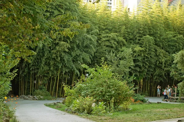 Den bambu lunden — Stockfoto