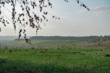 Bulutlu bir yaz gününde ağaçların arka planında yeşil bir tarla.