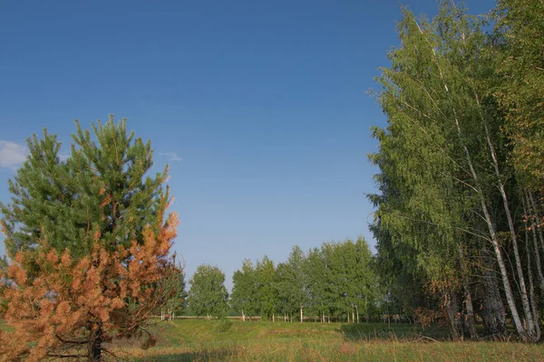 Alberi Uno Sfondo Cielo Blu — Foto Stock