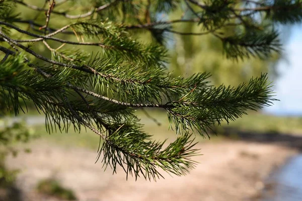 Віття Вічнозеленого Соснового Дерева Березі Озера Онега — стокове фото