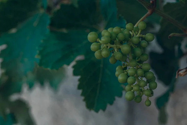 Bodega de Vino y vinacoteca en Haro, La Rioja, İspanya.