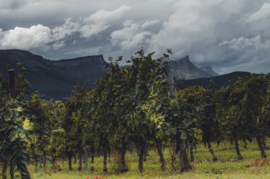 Artomaa, Bask Bölgesi yakınlarındaki Txakoli şarap bağları.