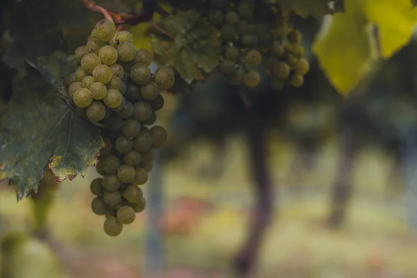 Artomaa, Bask Bölgesi yakınlarındaki Txakoli şarap bağları.