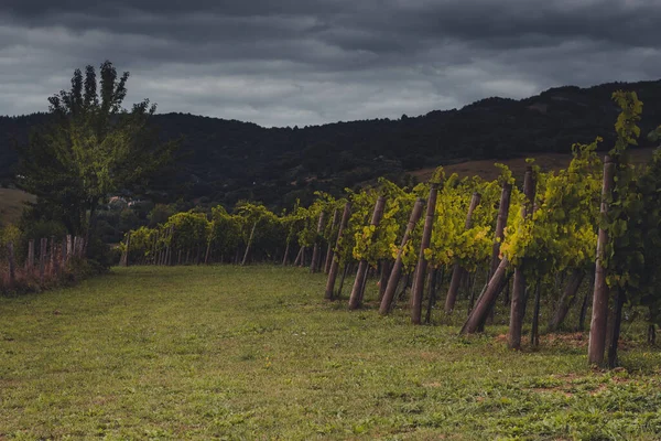 Artomaa, Bask Bölgesi yakınlarındaki Txakoli şarap bağları.