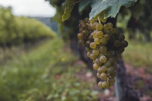 Artomaa, Bask Bölgesi yakınlarındaki Txakoli şarap bağları.