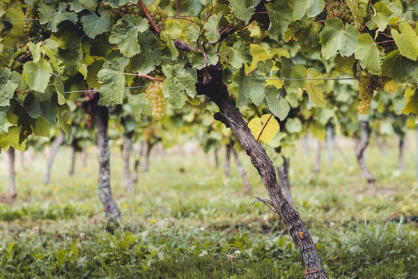 Artomaa, Bask Bölgesi yakınlarındaki Txakoli şarap bağları.